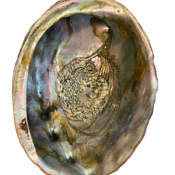 Abalone Shell Large Red Dish shaped Lustre Iridescent Shiny - Picture 6 of 8